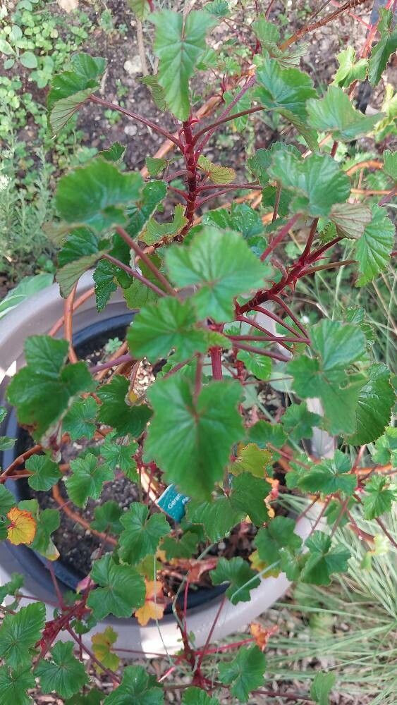 Pelargonium cordifolium — houseplant care guide
