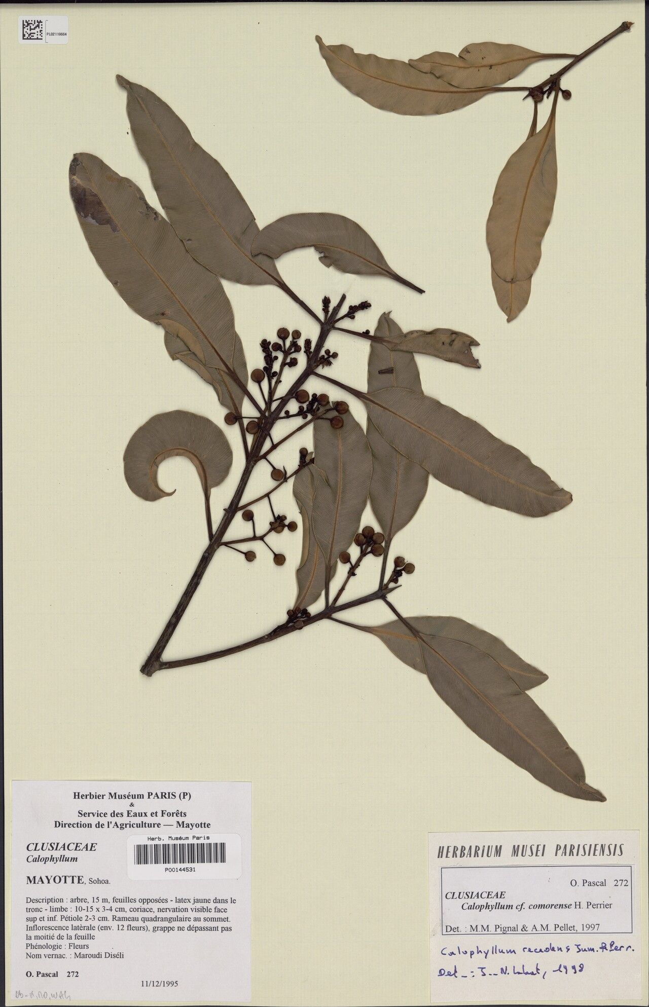 Calophyllum recedens — search result for 'Calophyllum'