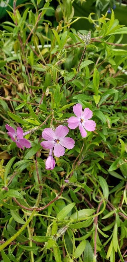 Phlox adsurgens flower