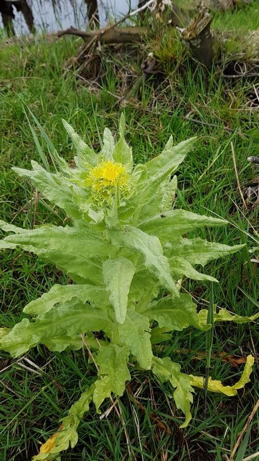 Tephroseris palustris — houseplant care guide