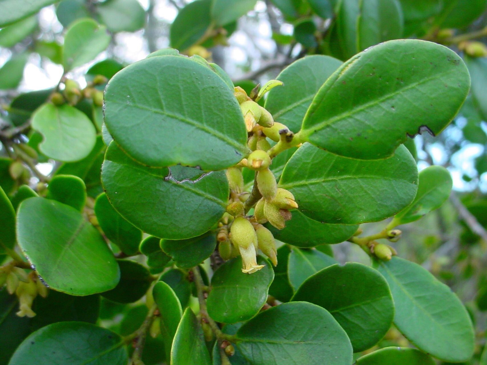 Diospyros hequetiae other