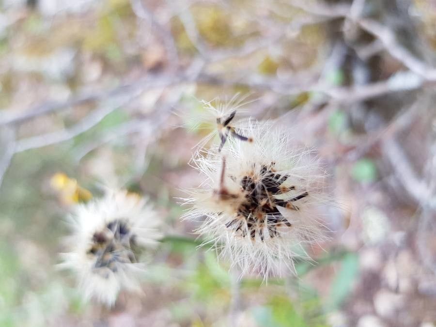 Hieracium glaucinum fruit