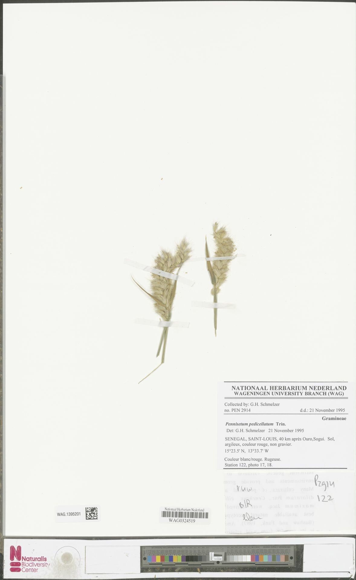 Cenchrus pedicellatus fruit