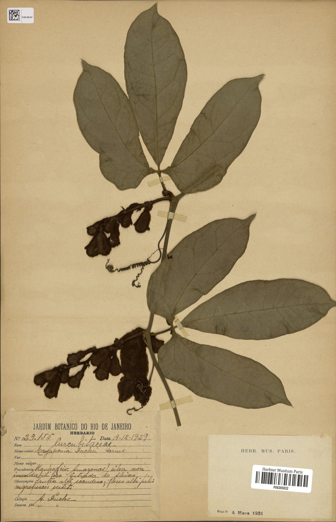 Cayaponia duckei fruit