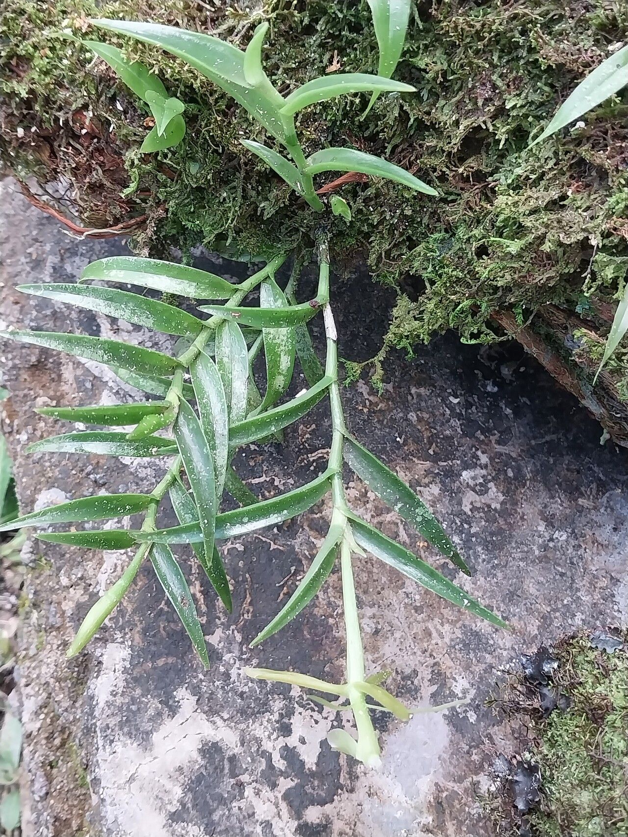 Epidendrum atwoodii — search result for 'Epidendrum'