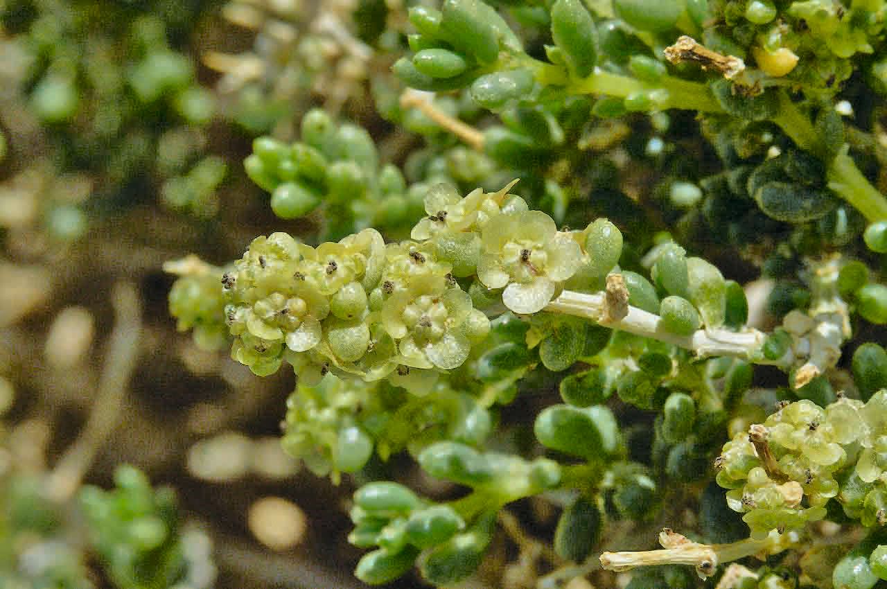 Salsola longifolia fruit