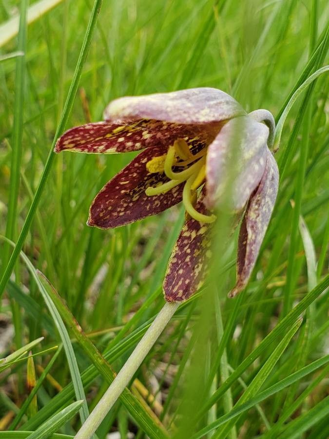 Fritillaria affinis
