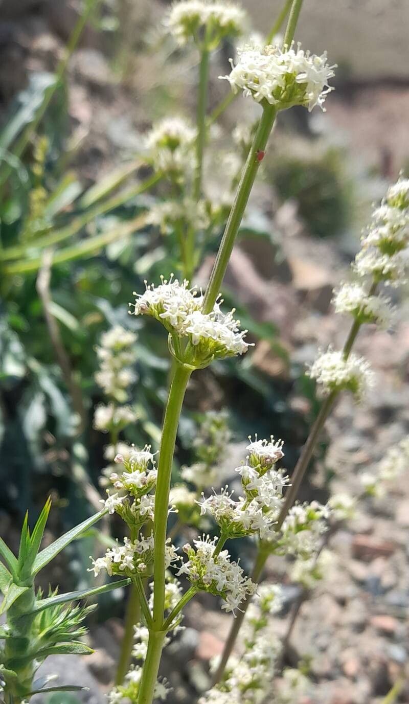 Valeriana ruizlealii flower