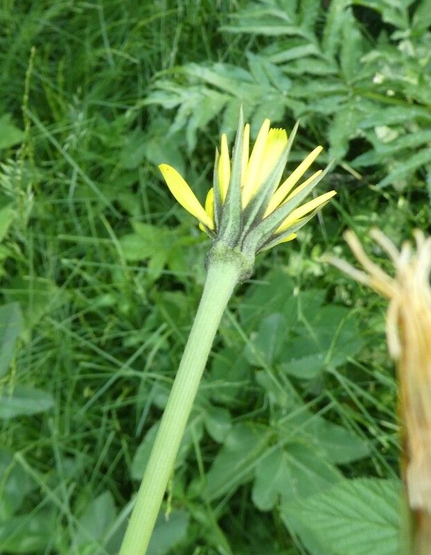 Tragopogon lamottei flower