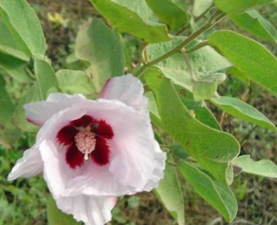 Gossypium australe — related species from the same genus
