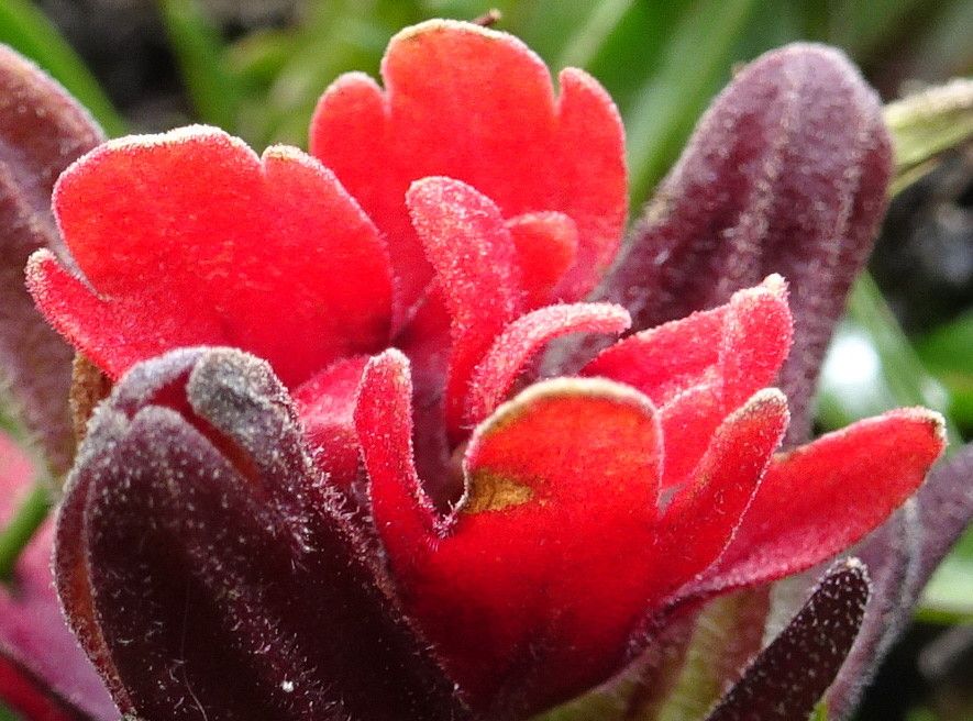 Castilleja pumila — search result for 'Castilleja'