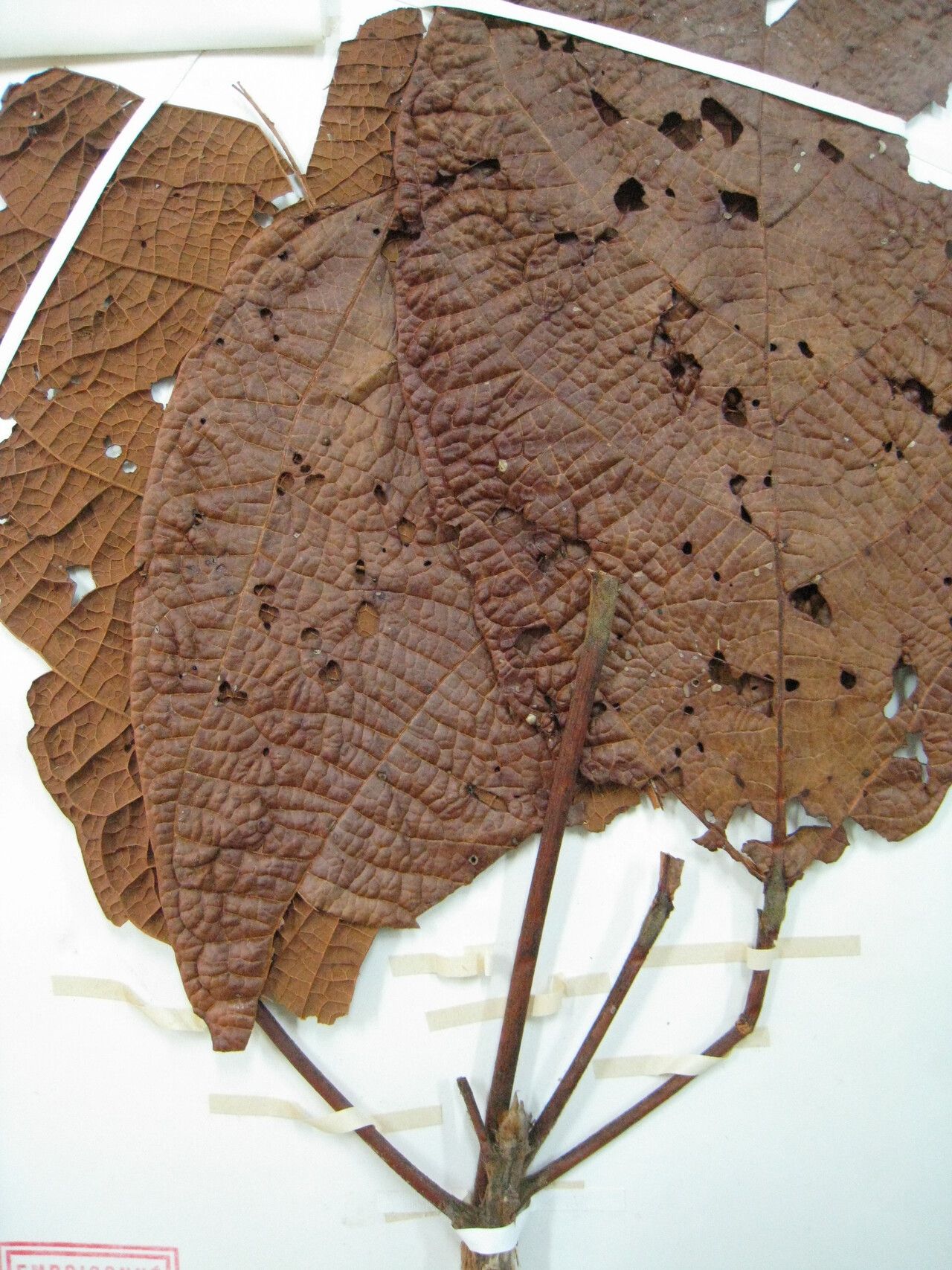 Sterculia speciosa other