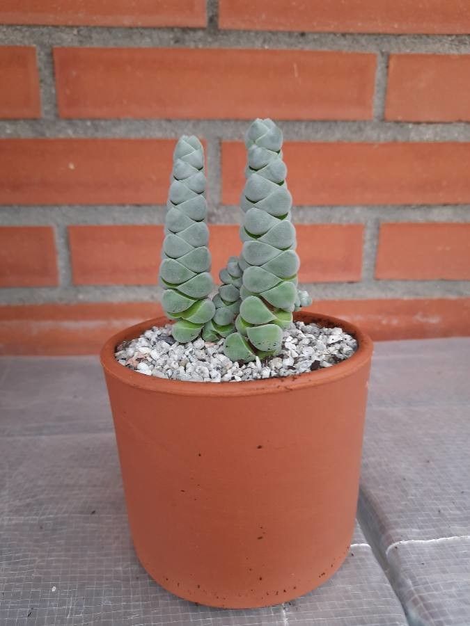 Crassula deceptor bark