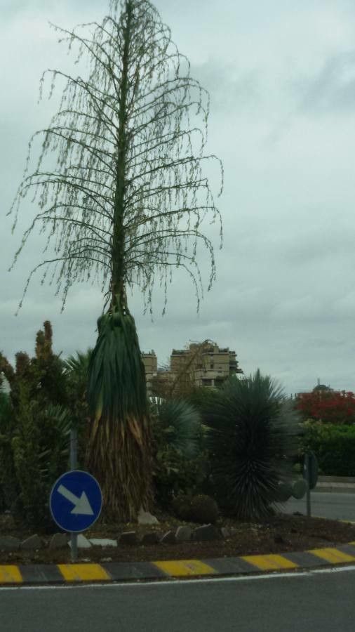 Yucca filifera flower