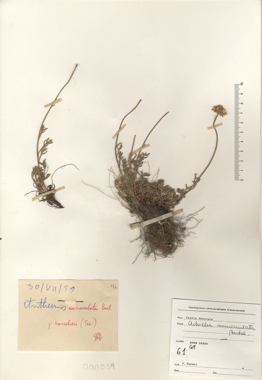 Achillea mucronulata other