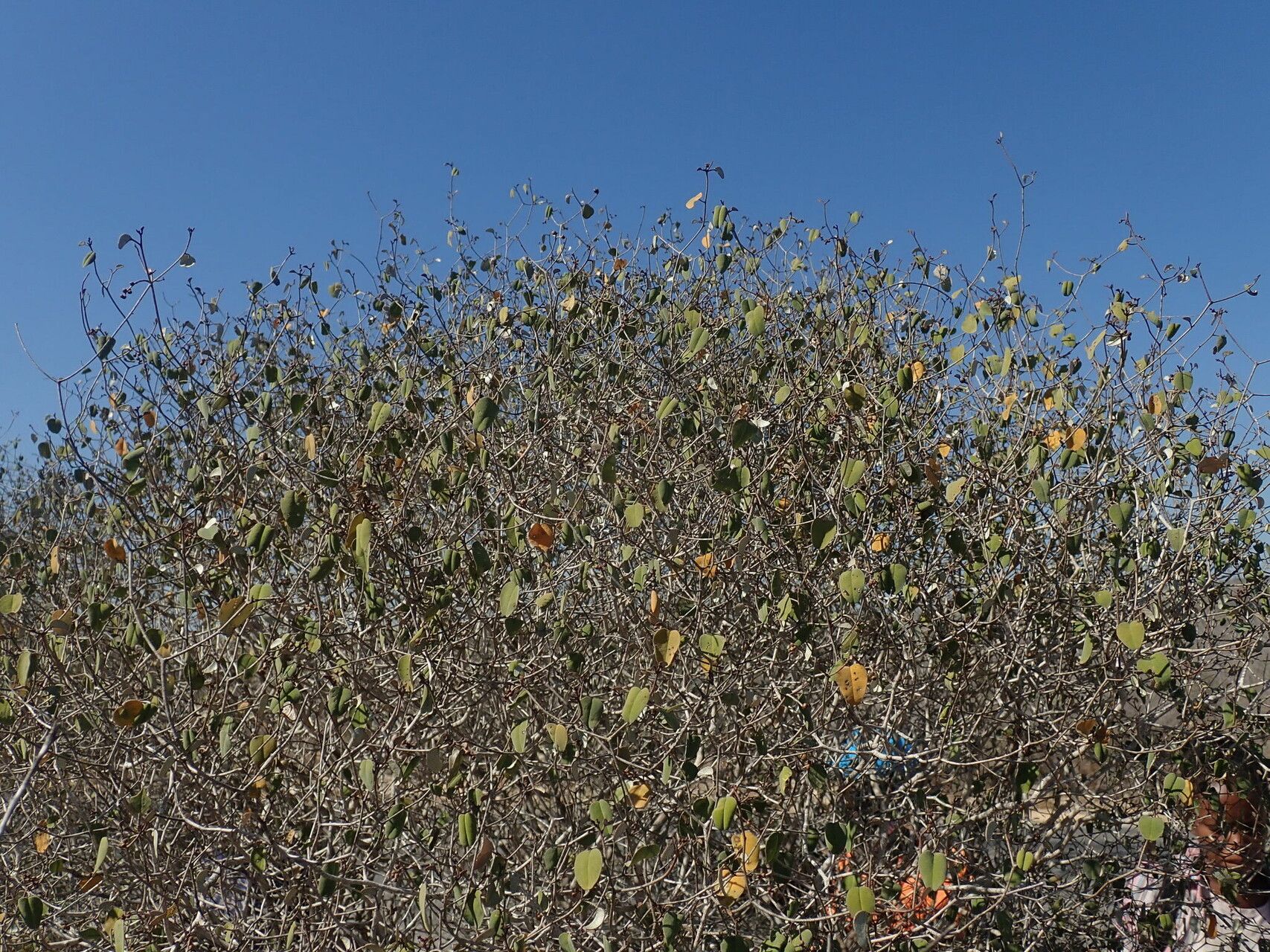 Croton miarensis habit