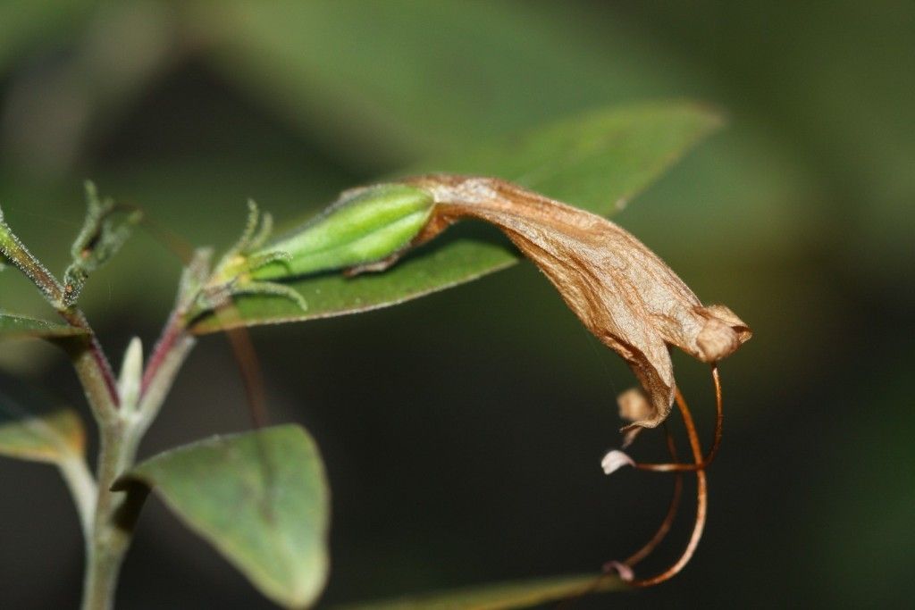 Graptophyllum macrostemon fruit