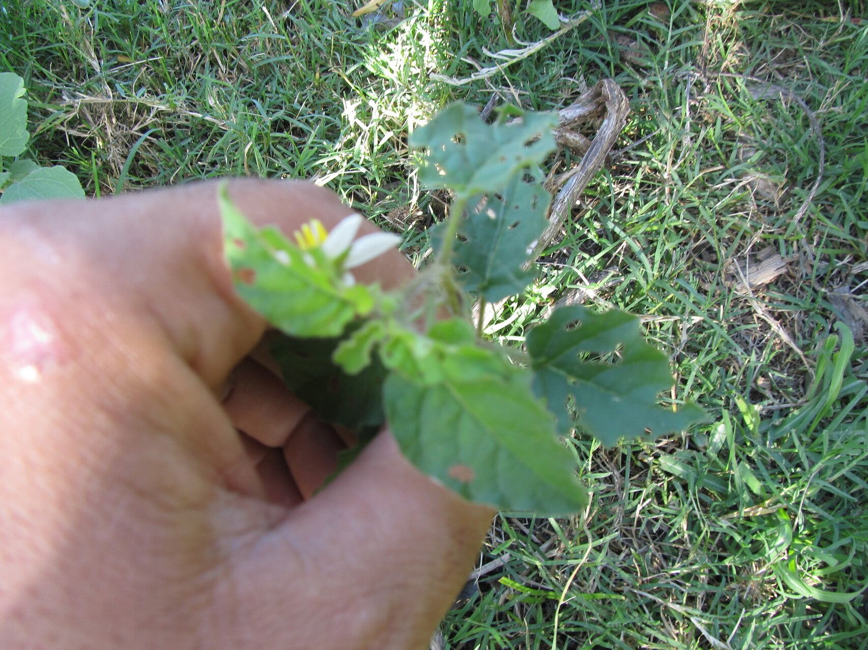 Solanum platense habit