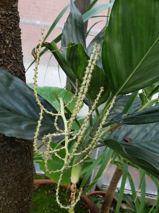Chamaedorea metallica fruit