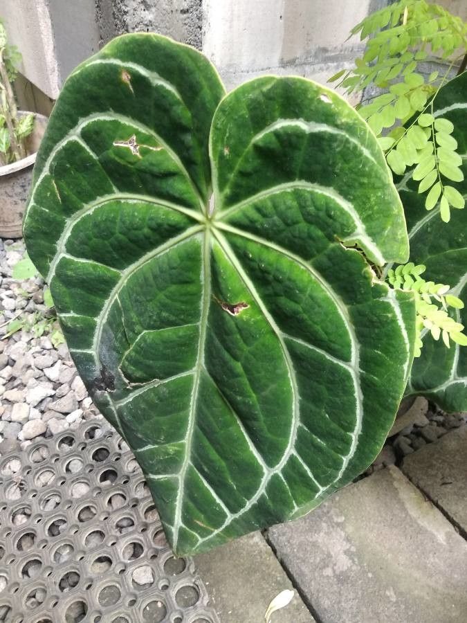 Anthurium warocqueanum fruit