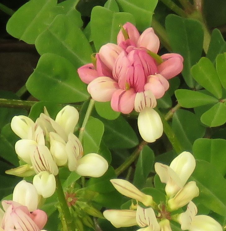 Coronilla viminalis flower