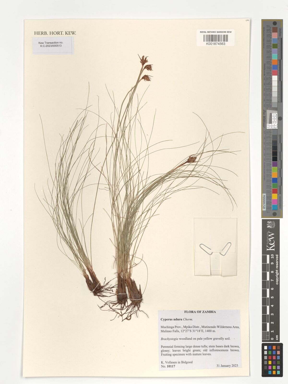 Cyperus nduru — houseplant care guide