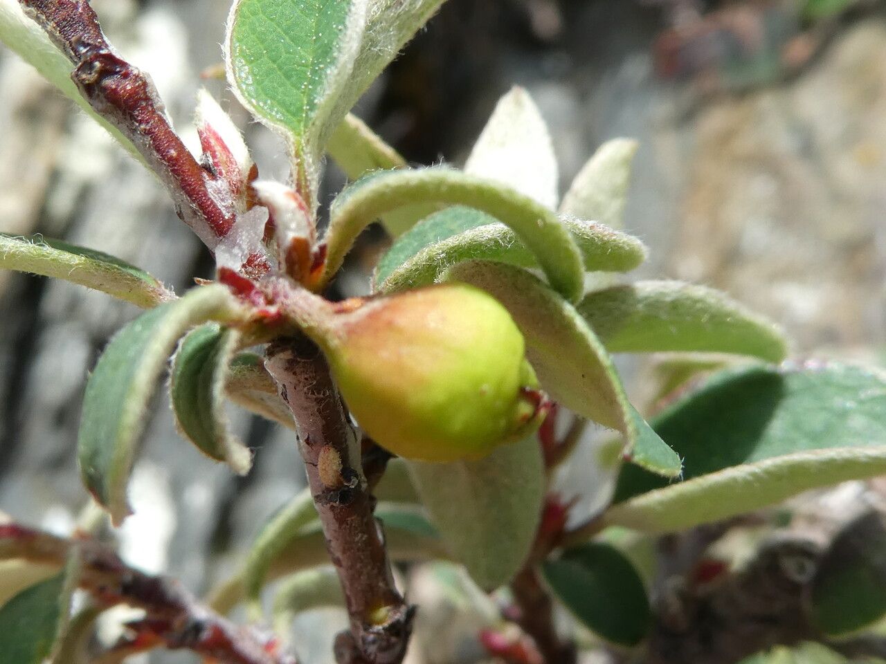 Cotoneaster integerrimus fruit