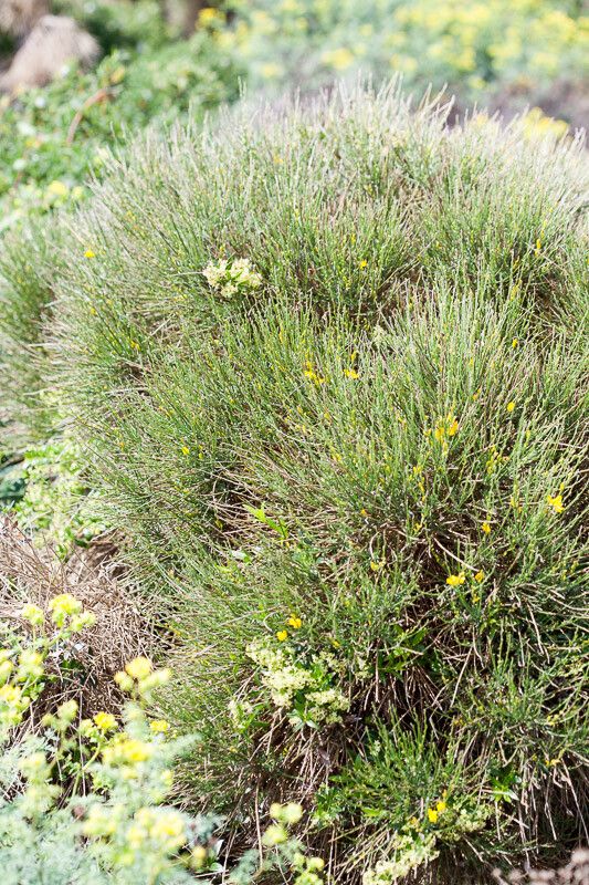 Genista ephedroides habit