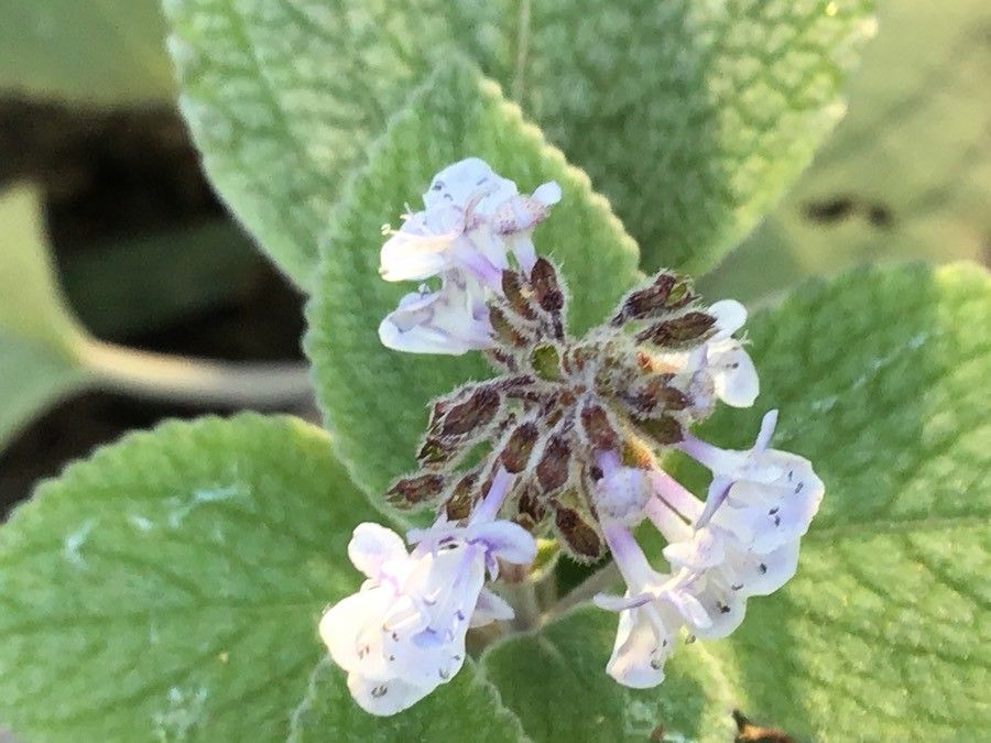 Plectranthus argentatus flower