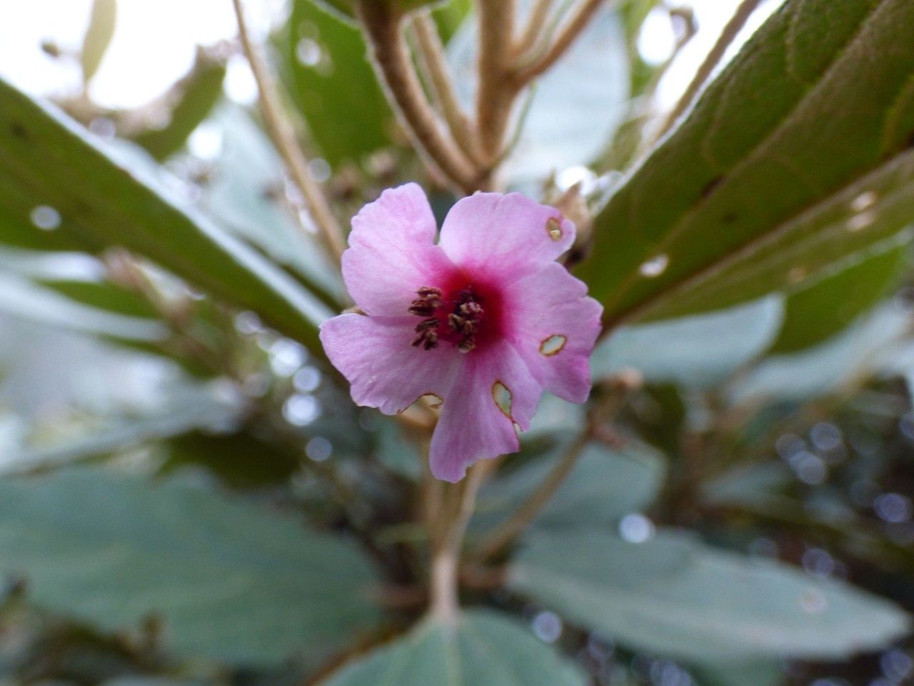 Ruizia uniflora flower