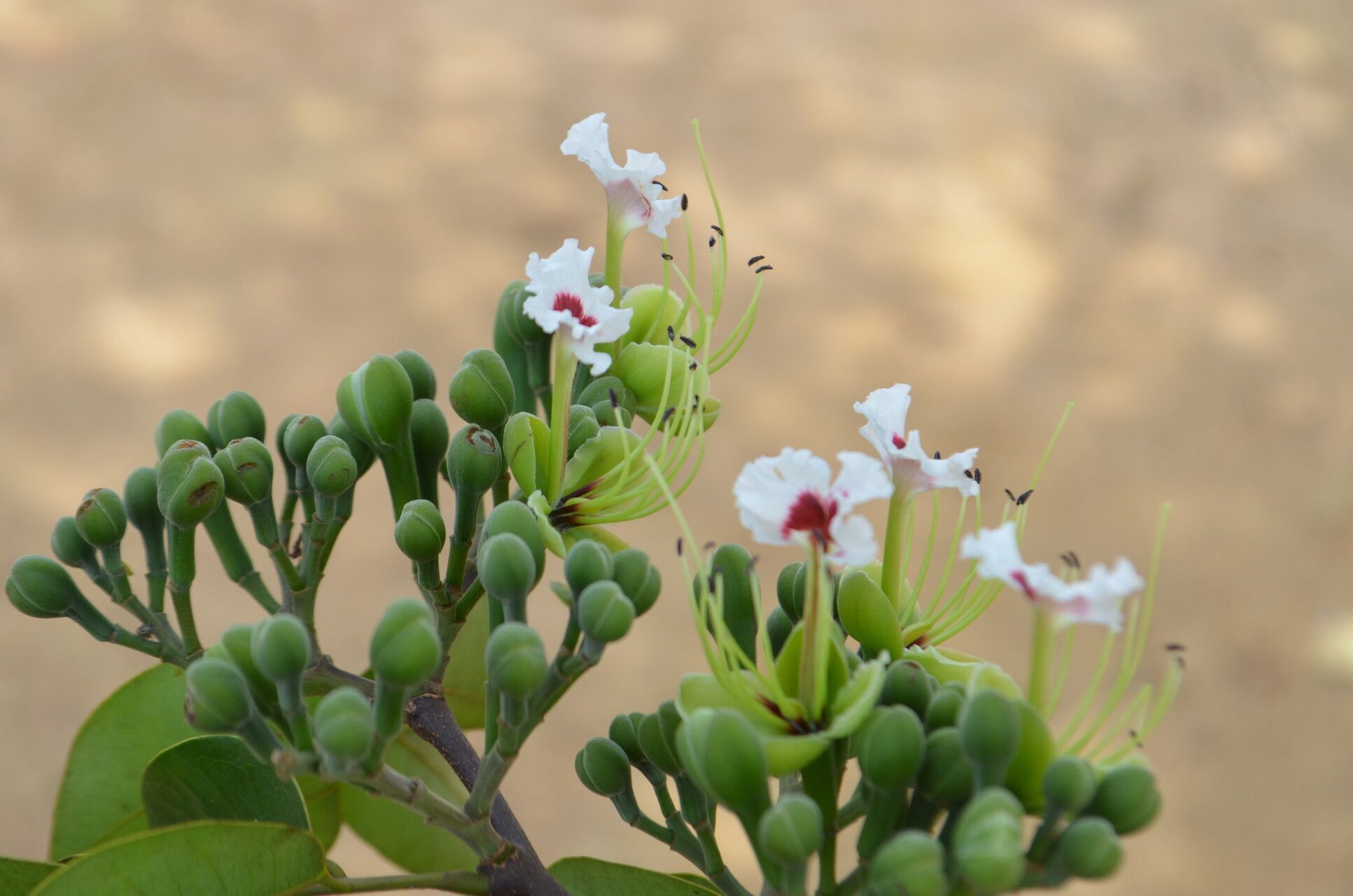Afzelia bella flower