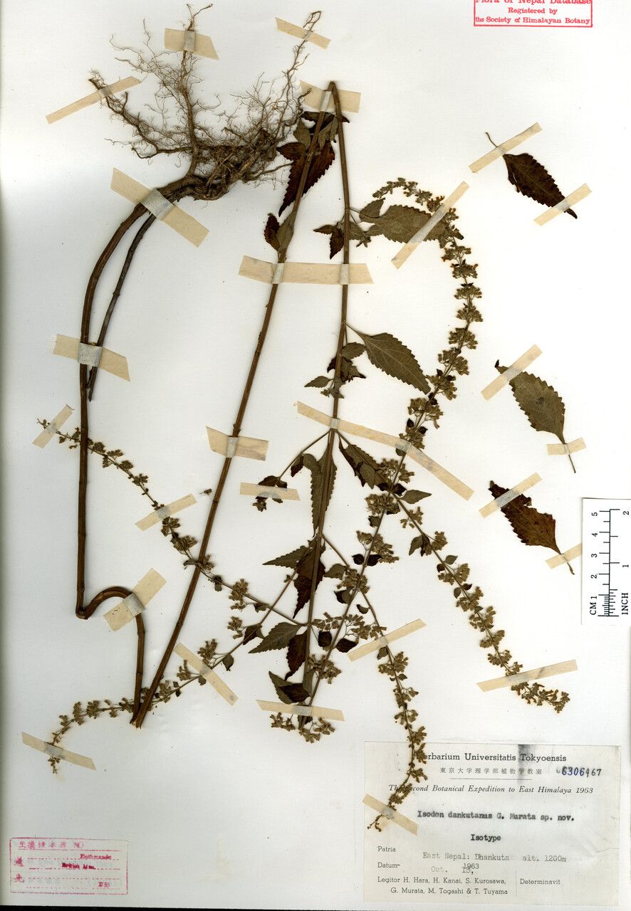 Isodon dhankutanus — related species from the same genus