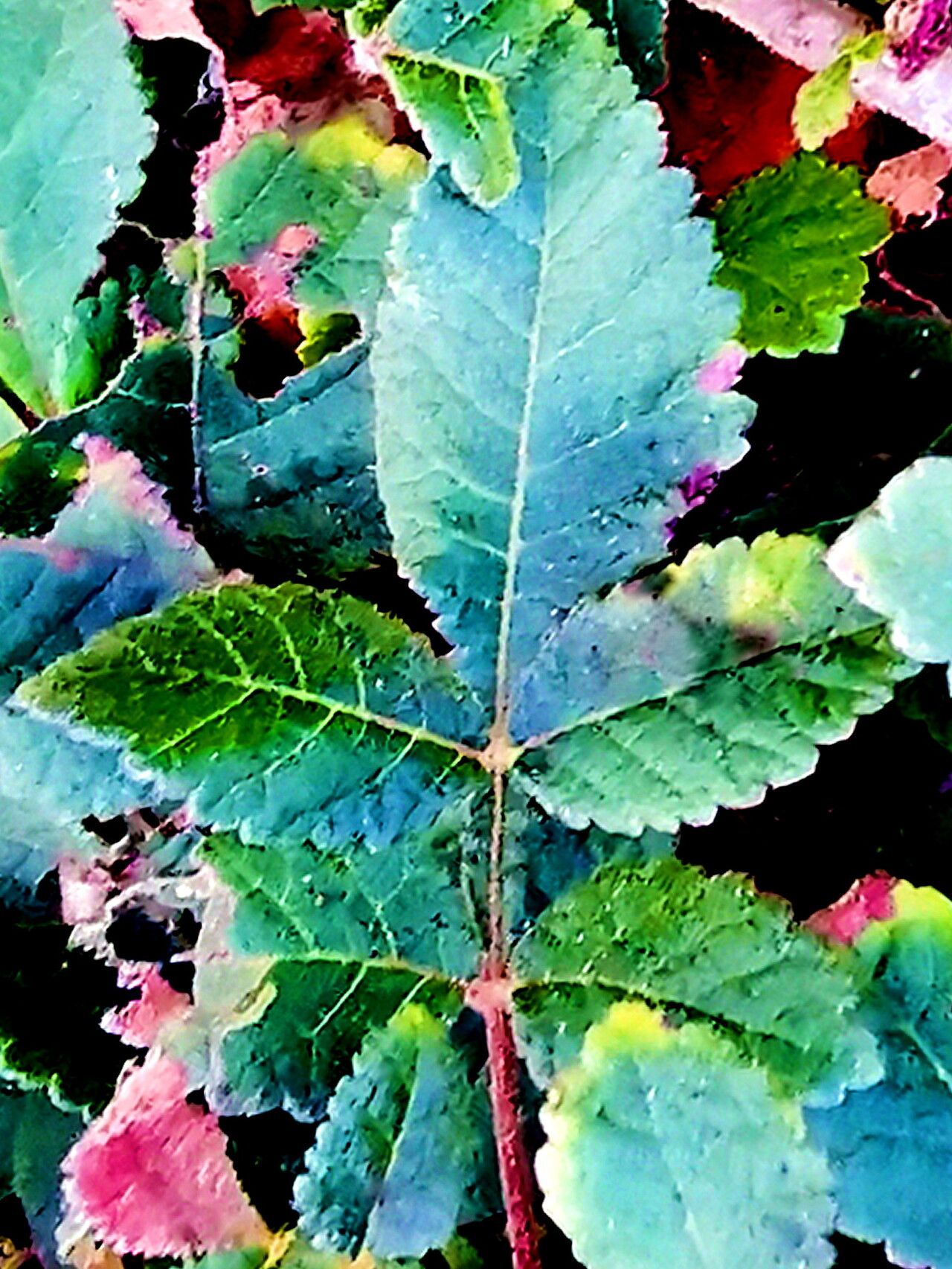Bursera excelsa — related species from the same genus