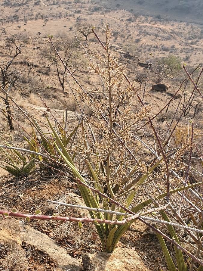 Sansevieria dawei flower