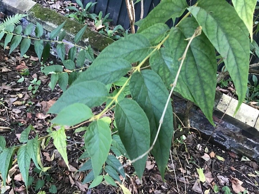 Buddleja curviflora — search result for 'Buddleja'