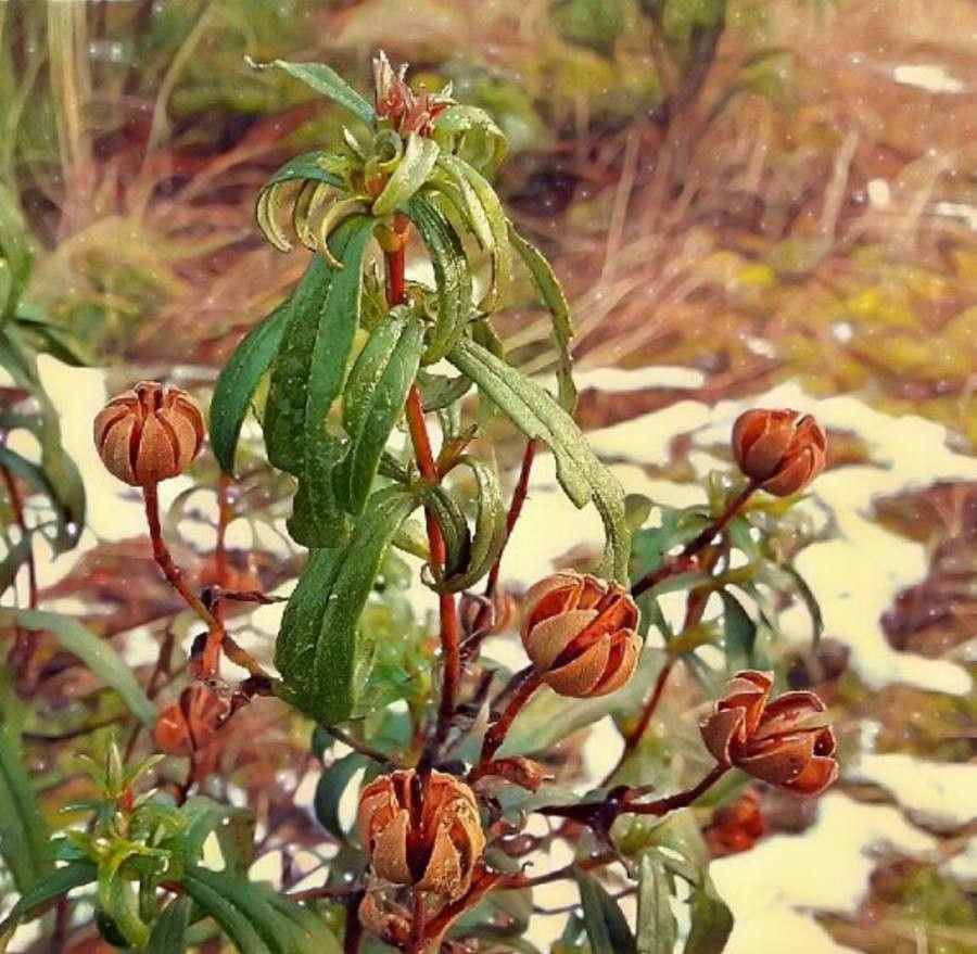 Cistus ladanifer fruit