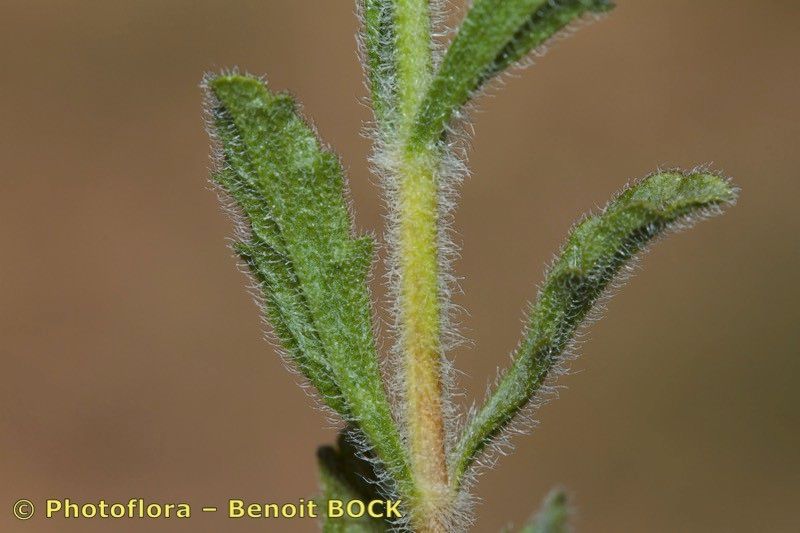 Sideritis littoralis — houseplant care guide