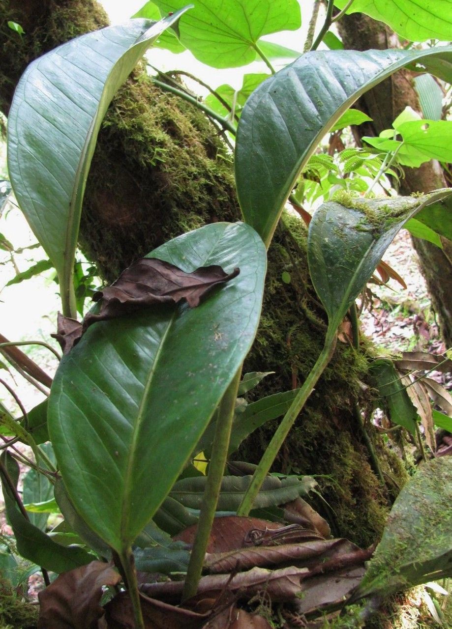 Anthurium alatipedunculatum habit