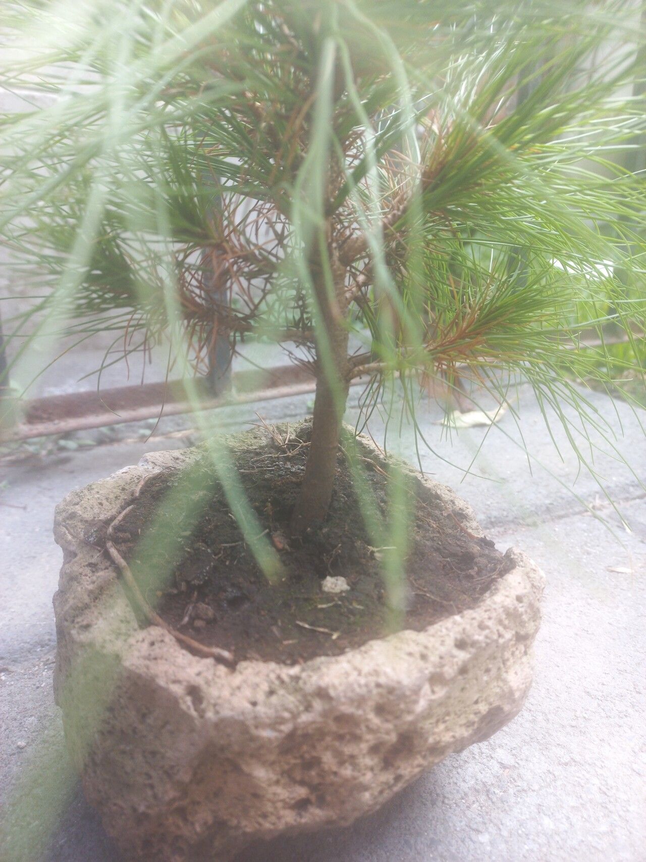 Pinus teocote habit