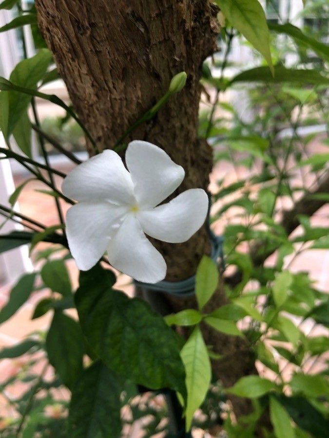 Tabernaemontana corymbosa flower