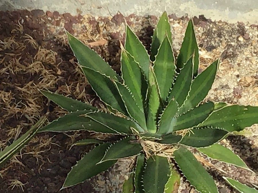 Agave univittata leaf