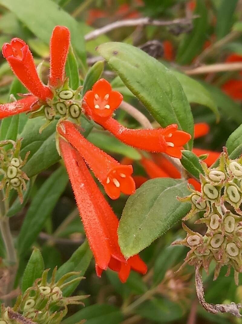 Bouvardia ternifolia flower