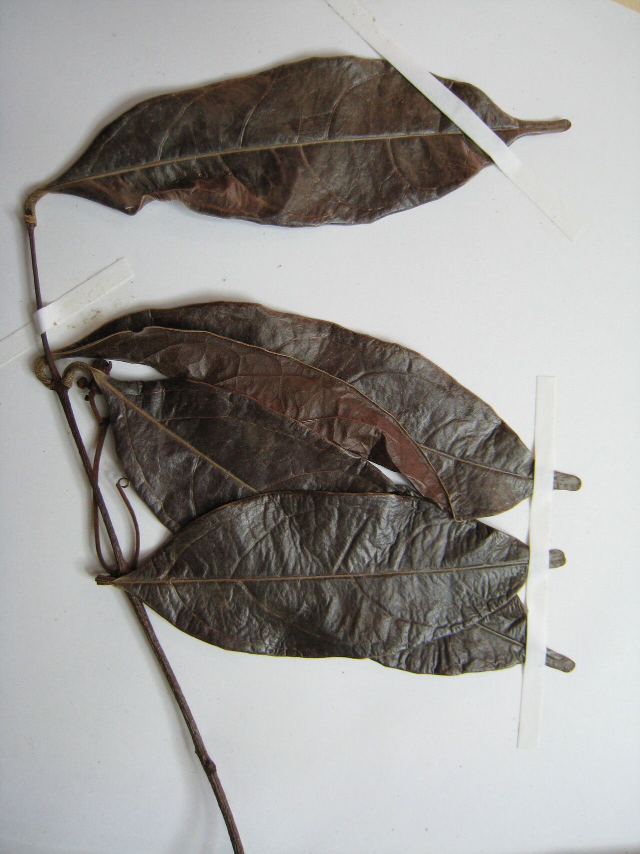 Salacia amplectens — related species from the same genus