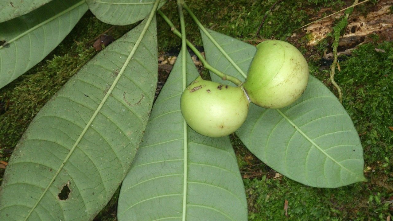 Tabernaemontana amygdalifolia