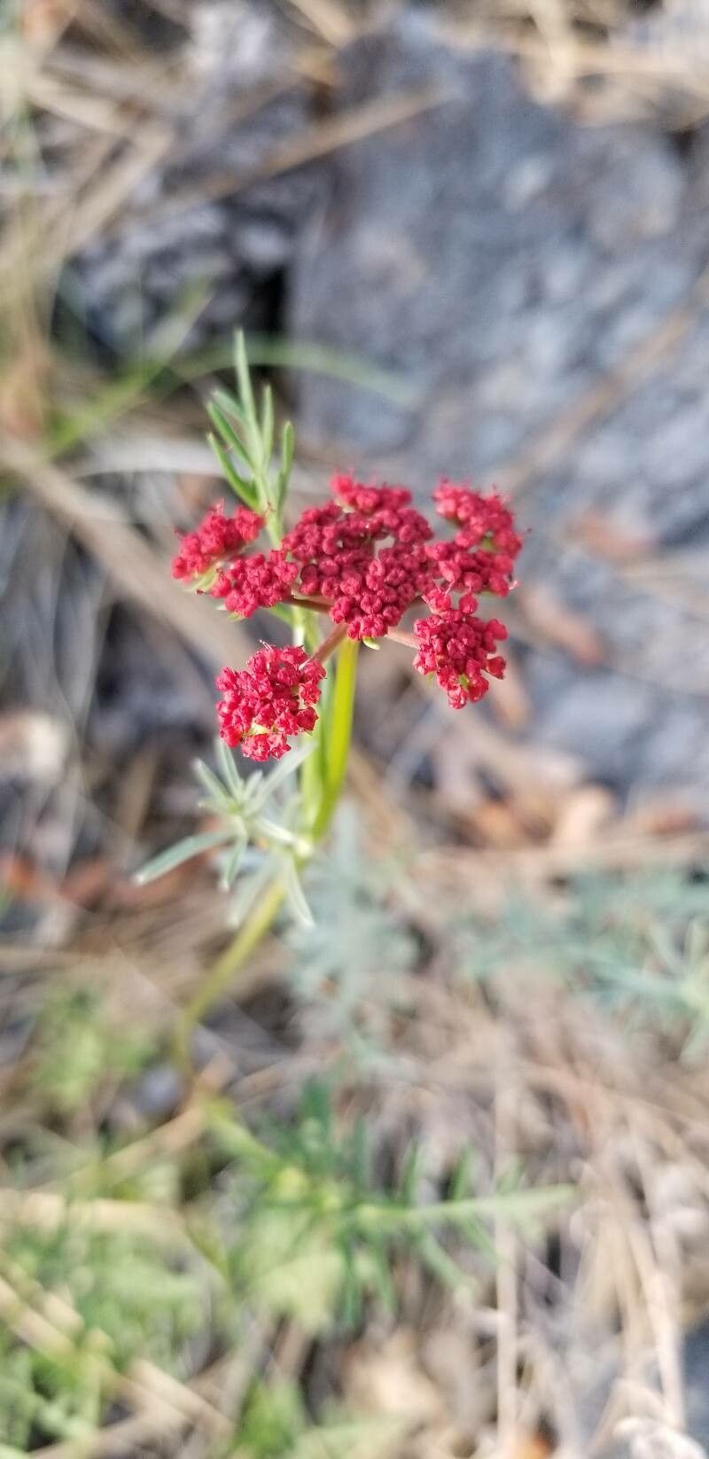 Lomatium hooveri — houseplant care guide