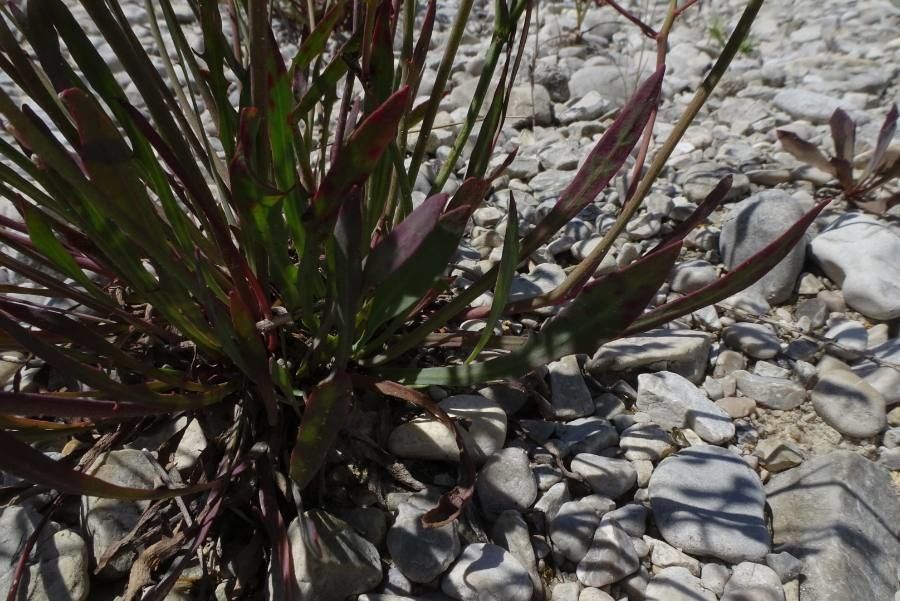 Chondrilla chondrilloides leaf