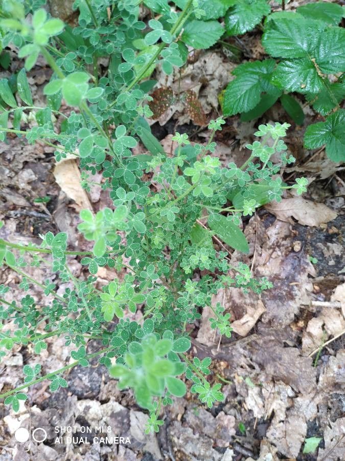 Cytisus polytrichus — houseplant care guide