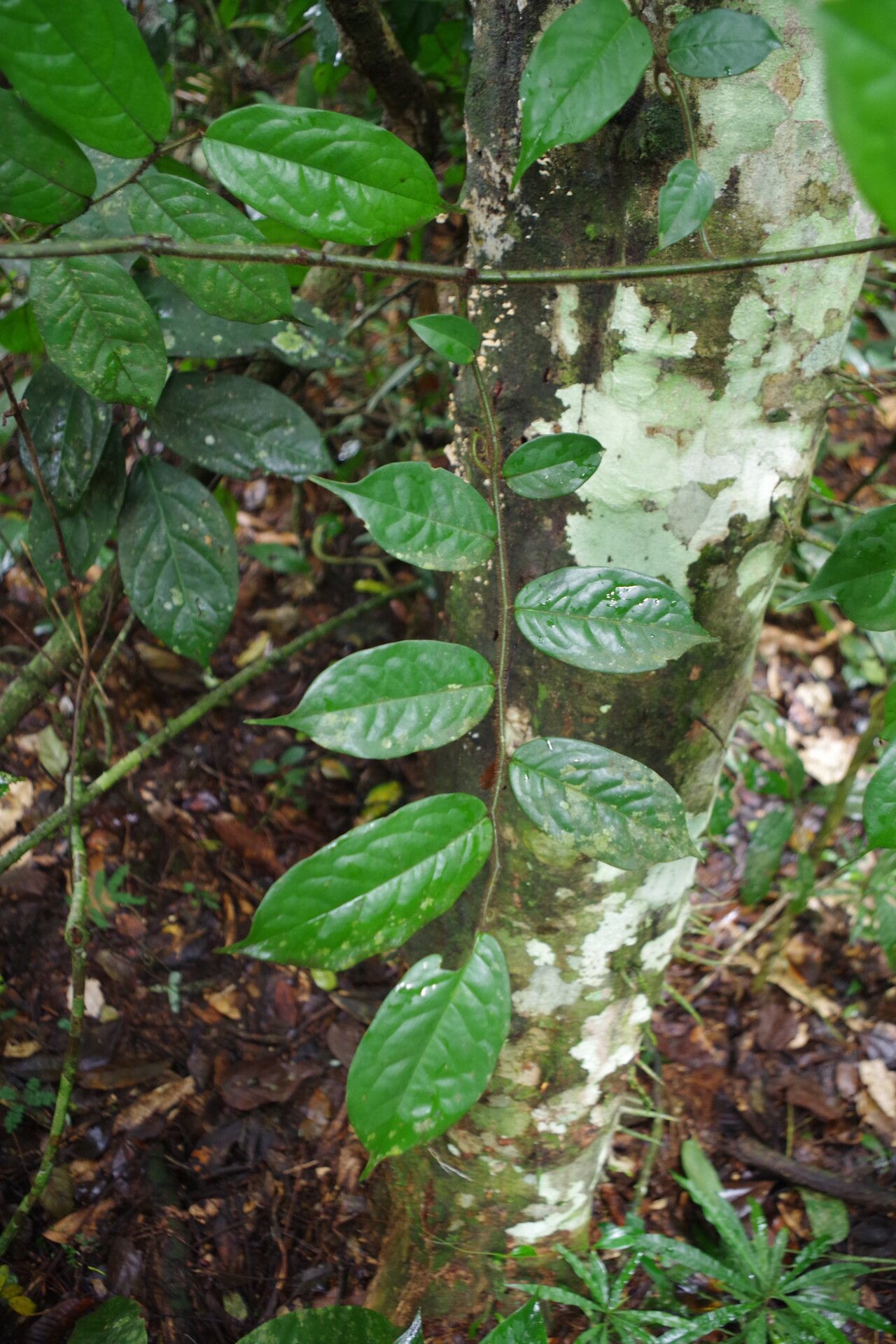 Artabotrys rufus — houseplant care guide