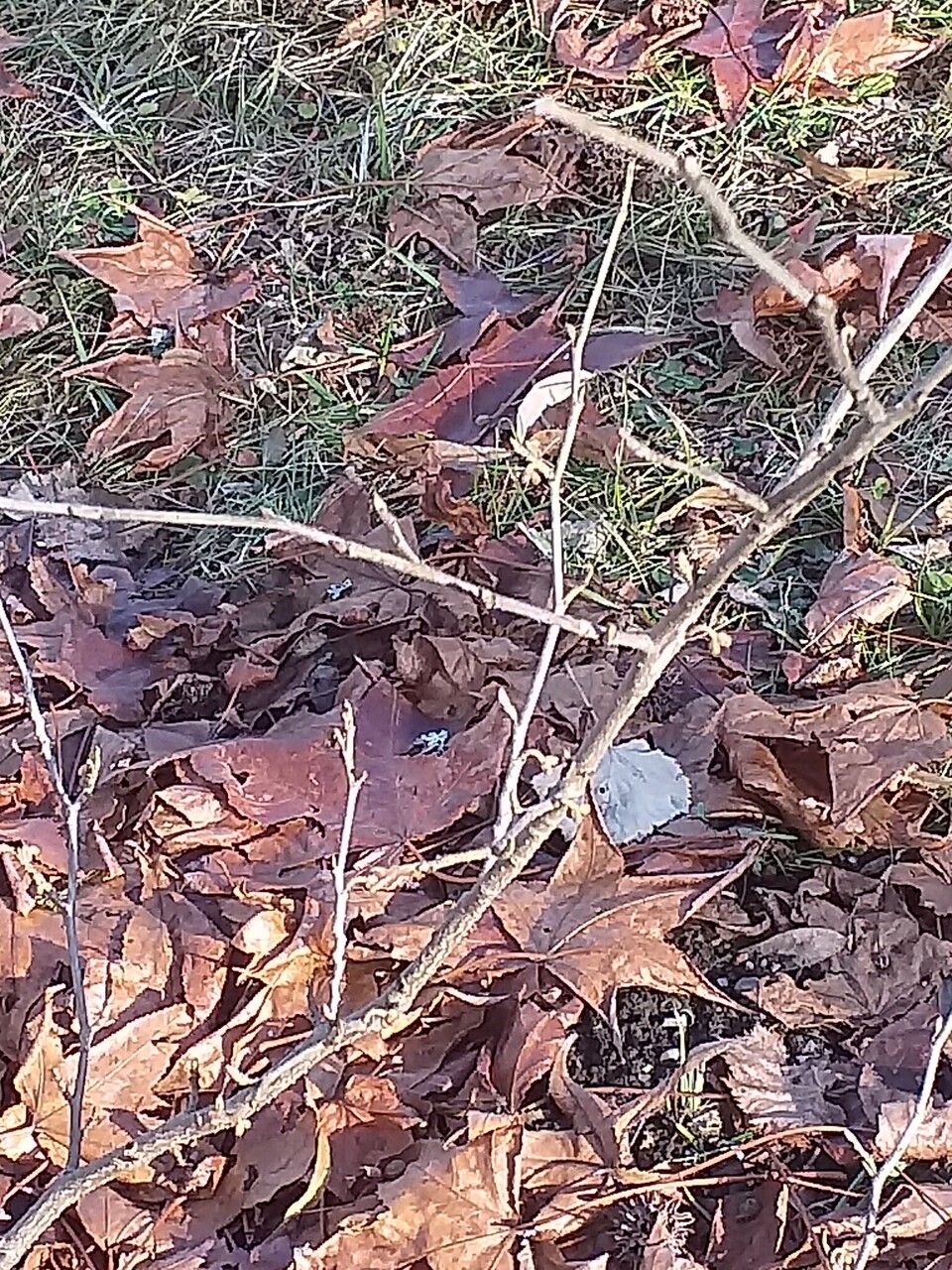 Hamamelis vernalis bark