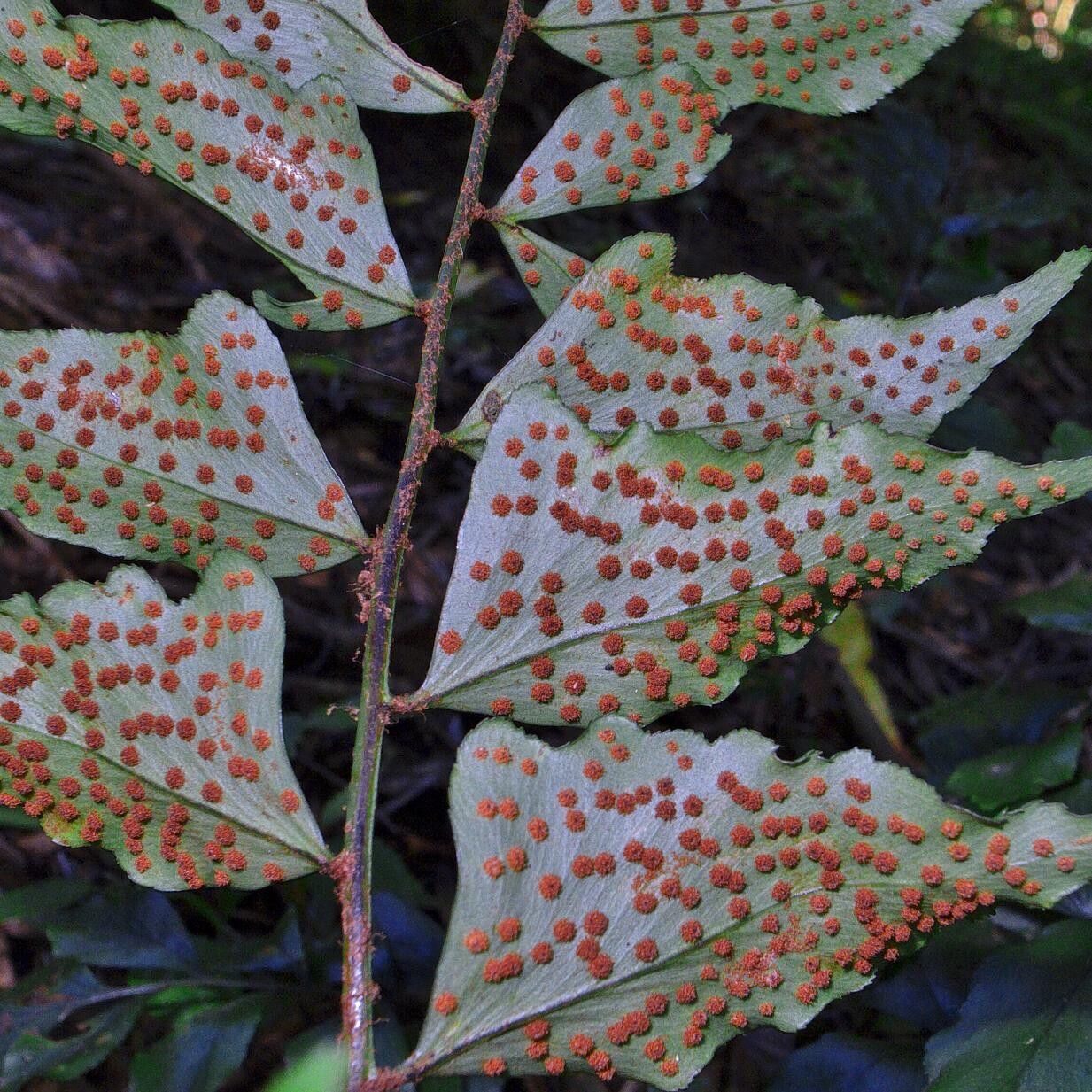 Cyrtomium luctuosum — search result for 'Cyrtomium'